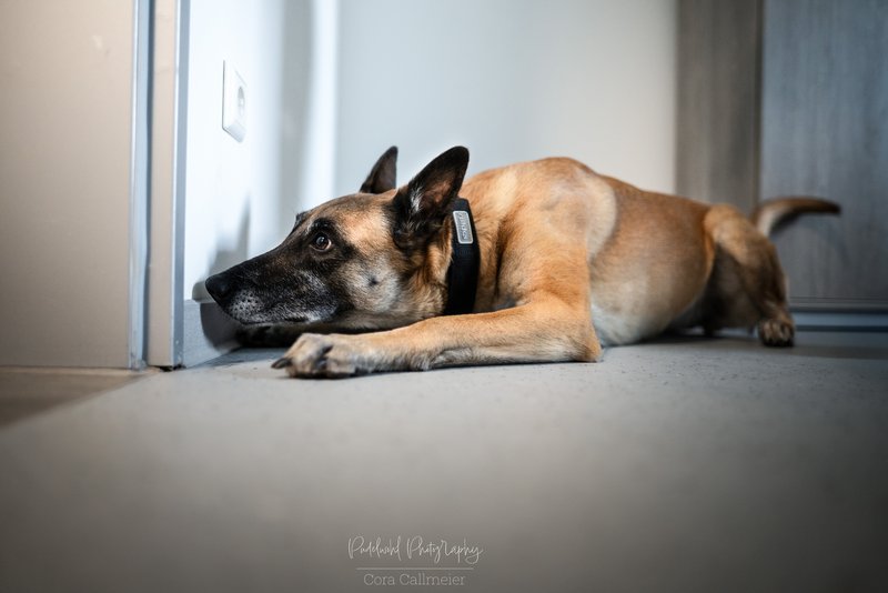 Schimmelspürhund zeigt versteckten Schimmel im Bodenbereich an