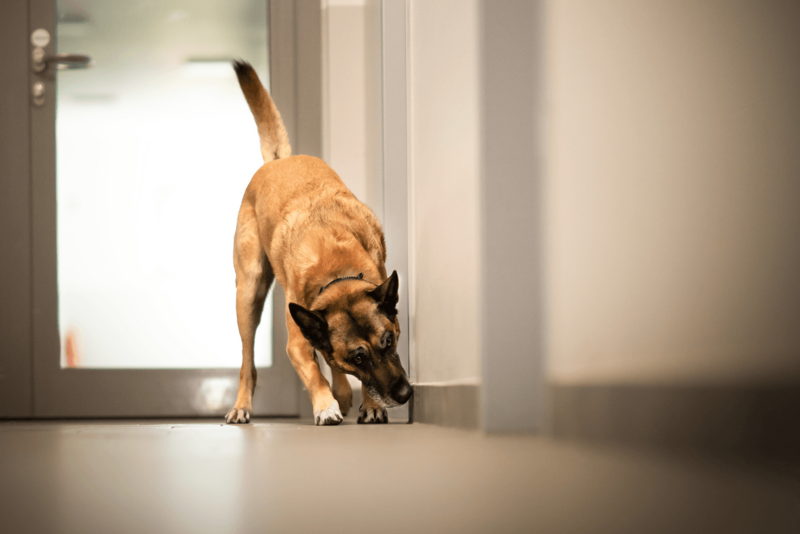 Schimmelspürhund Marek sucht unsichtbaren Schimmel
